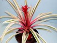 /album/fotogaleria-guzmania/images-10-jpg/